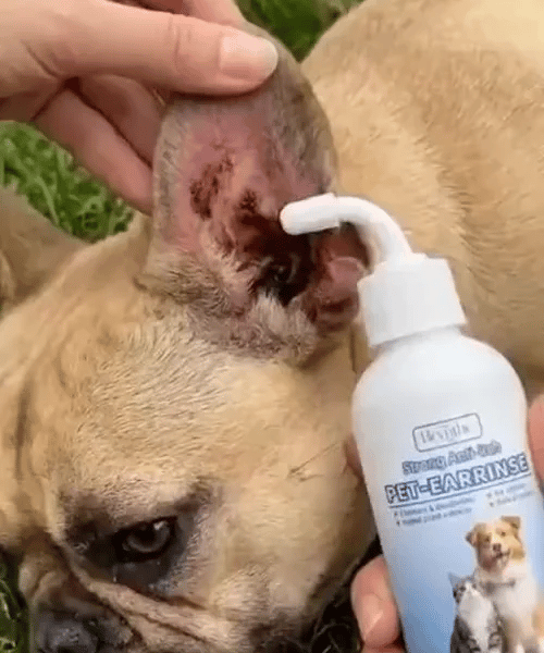 2 + 1 FREE TODAY | Oticlean™ - Pet Ear Cleaner