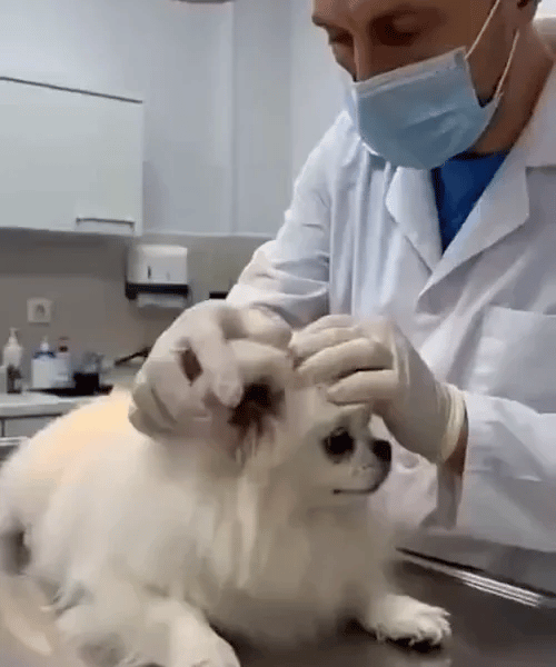 2 + 1 FREE TODAY | Oticlean™ - Pet Ear Cleaner
