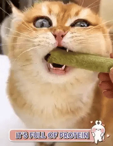 1+1 FREE TODAY  WhiskerWonder™  Healthy chew toys for a happy, hairball-free cat!