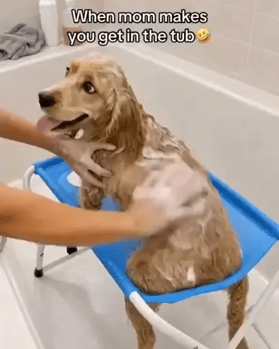 50% OFF TODAY  GroomStation™ - Pet Grooming Bed