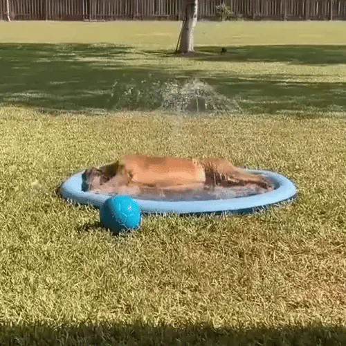 50% OFF TODAY  SplashPaws™ - Splash Pad