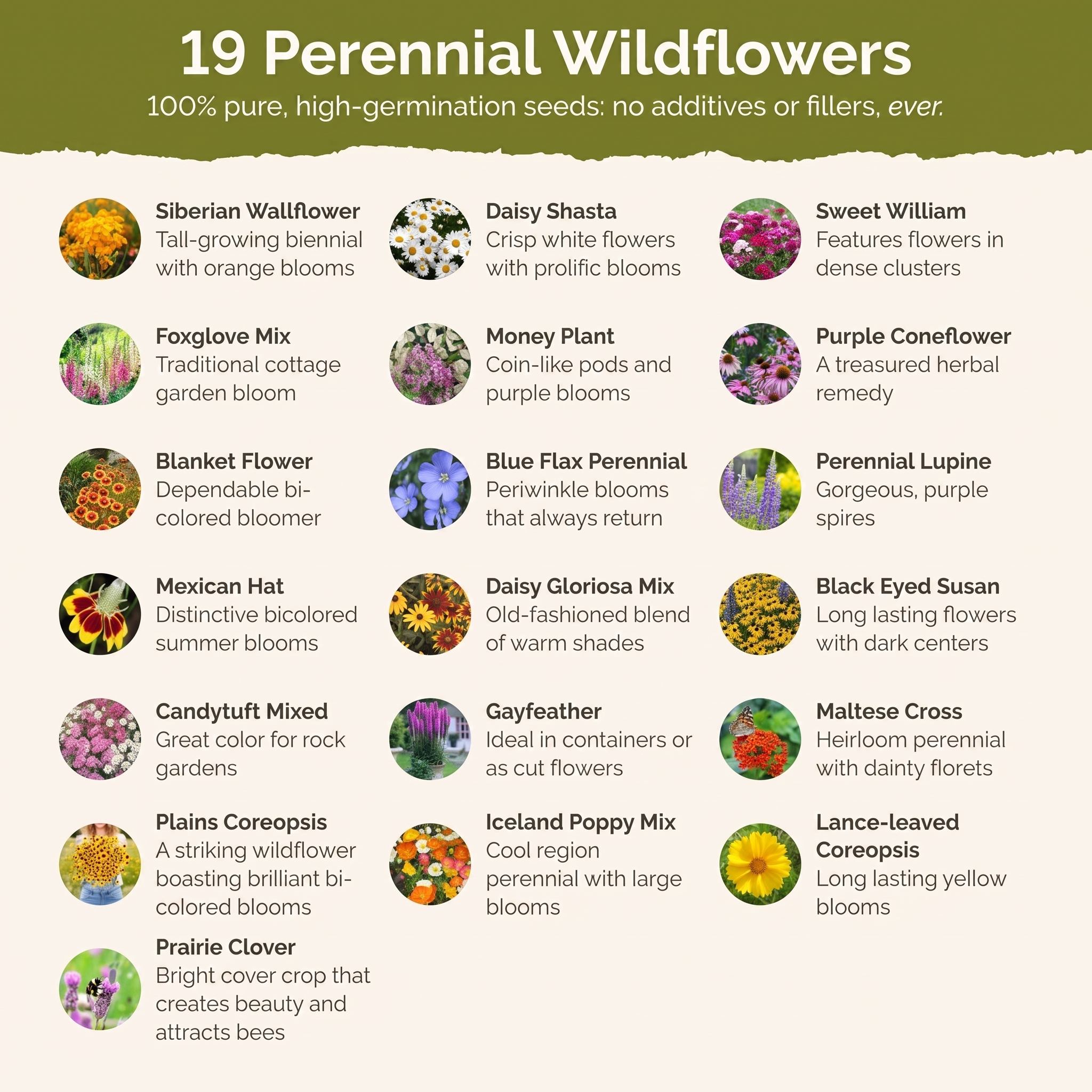 50% OFF TODAY | BloomBlend™ - Mixed Flower Seeds