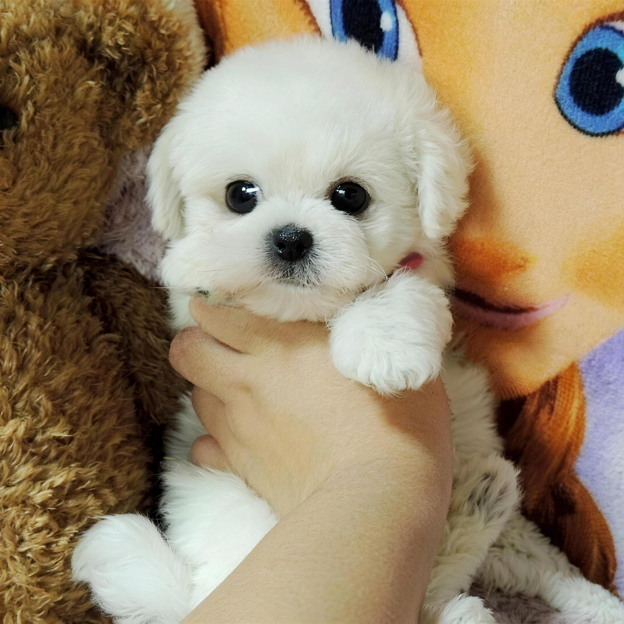 50% OFF TODAY | SweetTeddy™ - Mini Puppy Toy
