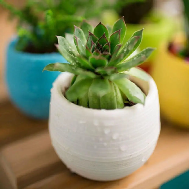 Colorful Succulent Flower Pots