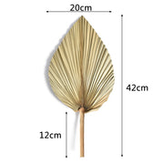 2PCS Palm Fan Leaf Dried Flowers