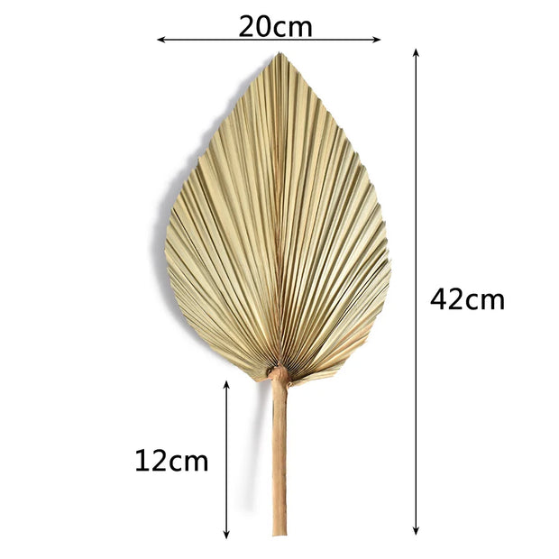 2PCS Palm Fan Leaf Dried Flowers