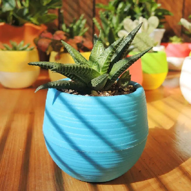 Colorful Succulent Flower Pots