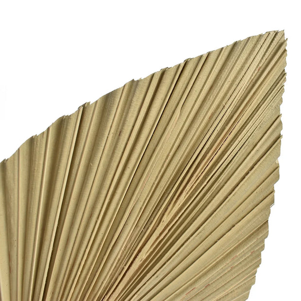 2PCS Palm Fan Leaf Dried Flowers