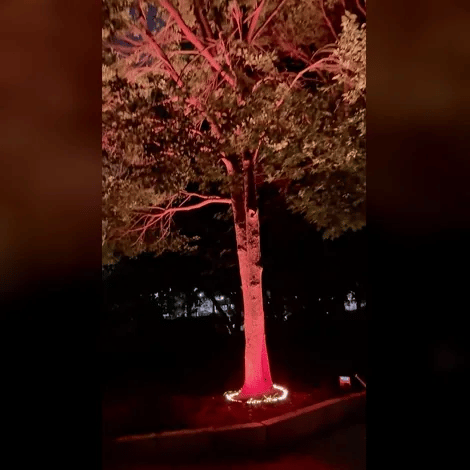 50% OFF TODAY | TrunkGlow™ - Round LED Tree Light