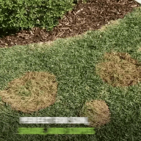 1+1 FREE TODAY  InstaGrass™  Low-maintenance, lush and full lawn!