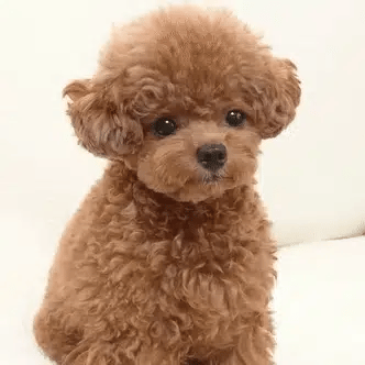 50% OFF TODAY  SweetTeddy™ - Mini Puppy Toy