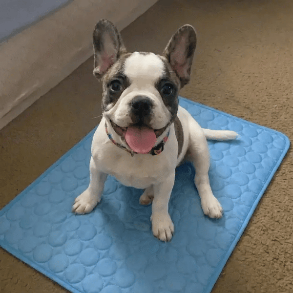 1 + 1 FREE TODAY  ArcticRest™ - Cooling Mat