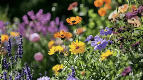 50% OFF TODAY  BloomBlend™ - Mixed Flower Seeds