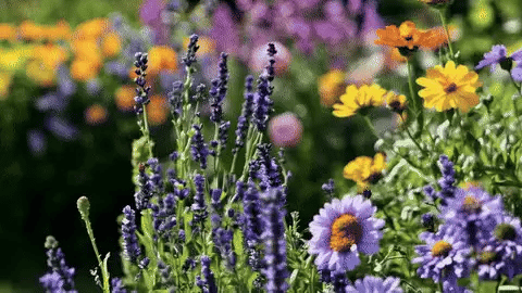50% OFF TODAY  BloomBlend™ - Mixed Flower Seeds