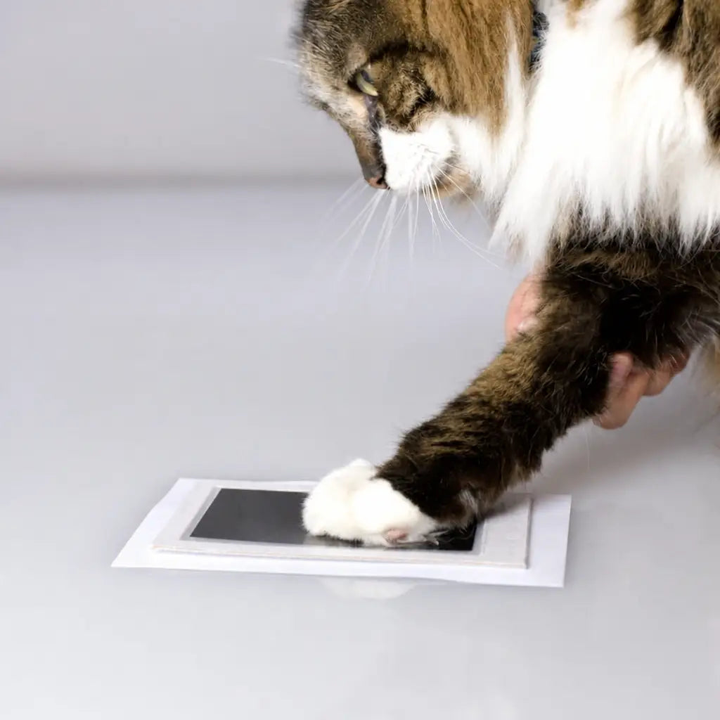 PawMemoirs™ - Paw Print Keepsake | 50% OFF TODAY - Nestilia
