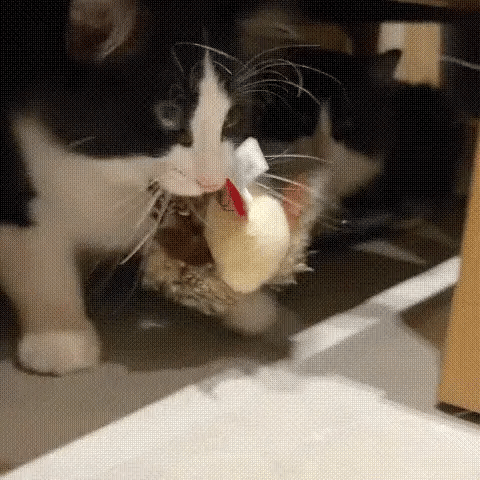 1+1 FREE TODAY  FuzzyTweet™ – Interactive Cat Toy